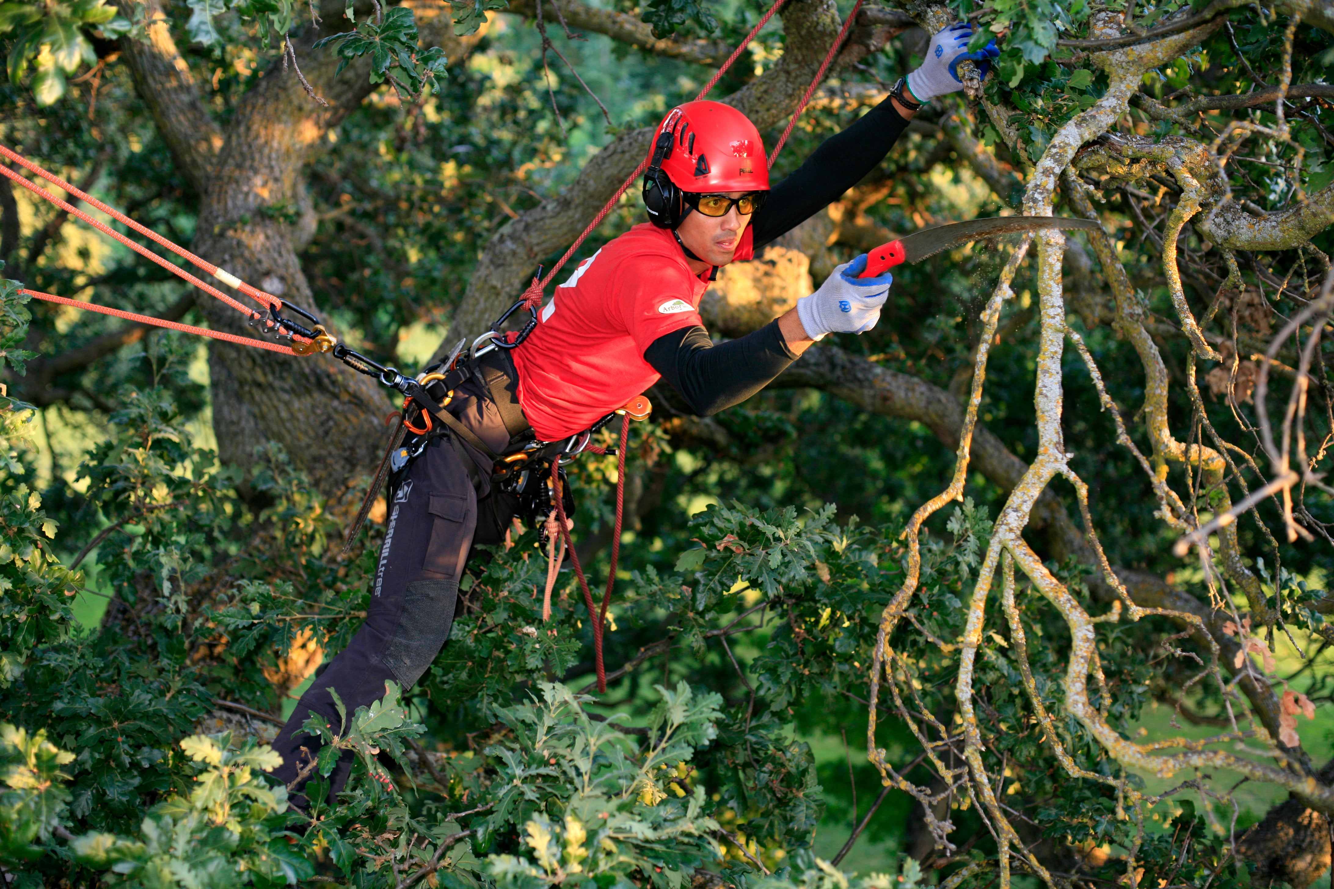 Treeclimbing / arboriculture - KONG