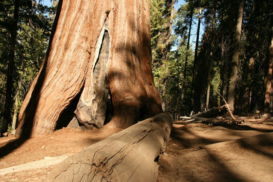 Tree Species Profiles: Redwood Trees