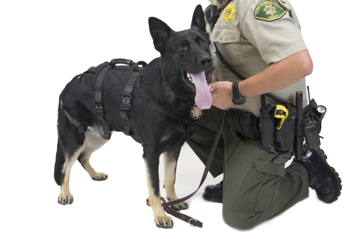 CMC K9 Proseries Rappel Harness, rappel harness for working dogs, alternate view - imagen 2