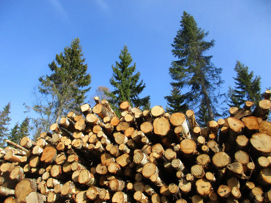 Keeping Anchor Forests Healthy – Find this article on MTN Shop US.