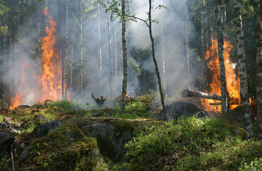 The Controversial Practice of Post-Wildfire Salvage Logging